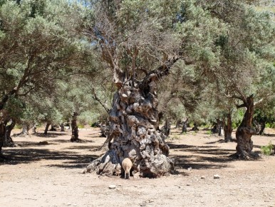10-01-144 Spain Old Olive Tree-LR