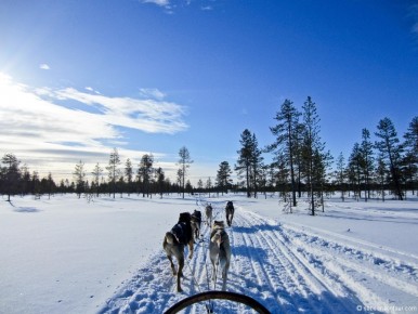 010-05-006 Lapland Snow Husky Dog Sleigh-LR