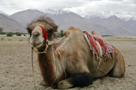 08-01-010 Ladakh Nubra Valley Hundar Camel