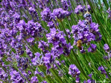 11-0011 Lavender with Bee2