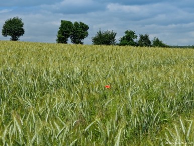 11-0013 Barley Field with Poppy