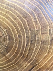 11-0030 Annual Rings Wood Texture2