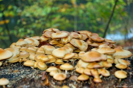 11-0039 Wood Mushrooms