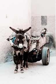 032-092 Marrakech Donkey Cart in Medina-LRC