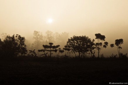041-018A Jungle Silhouette in fog-LRC