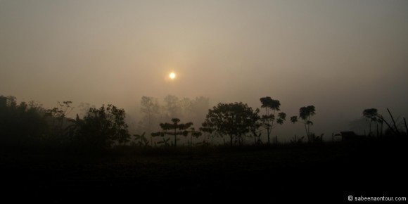 041-018B Jungle Silhouette in fog-LRC