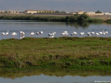 105122-Khasab-flamingosL