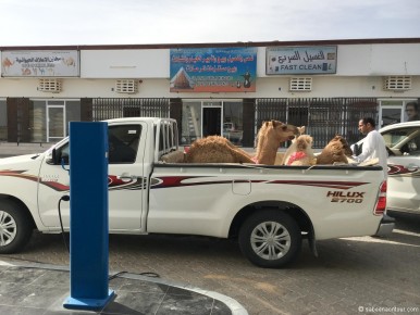 151221-Muscat-to-Hajj-Camel-on-Pickup-CarL