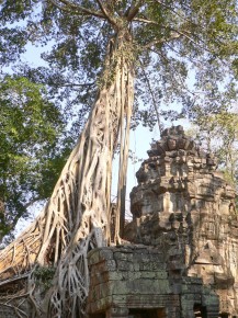 071 021 Angkor Preah Khan Ficus