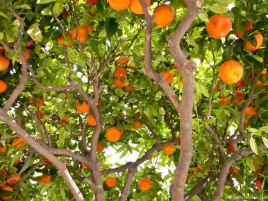 10-01-105 Italy Orange Tree-LR