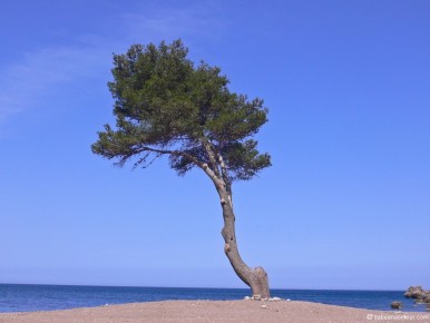 10-01-124 Mallorca Pine Tree Sea Shore-LR