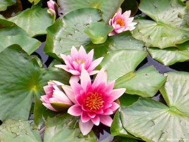 10-01-246 Pink Water Lily Flowers-LR