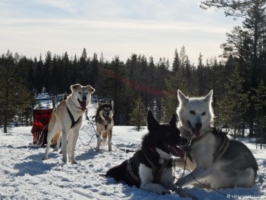 010-05-008 Lapland Snow Husky Team Dog Sleigh-LR