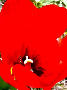 11-0020 Red Tulip