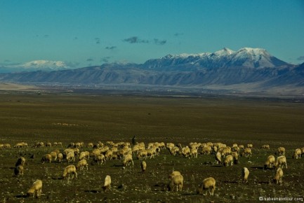 031-006 Tighza High Atlas with Sheep-LRC