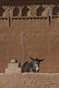 031-056 Donkey in front of Kasbah-LRC