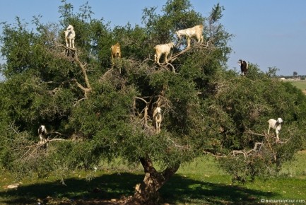 031-066 Goats climbing Argan Tree-LRC