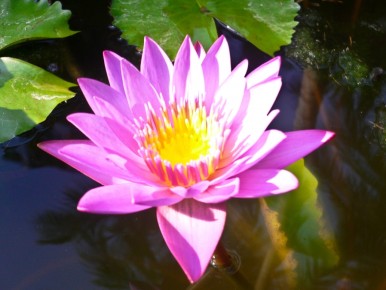 076-047 Water Lilly Pink