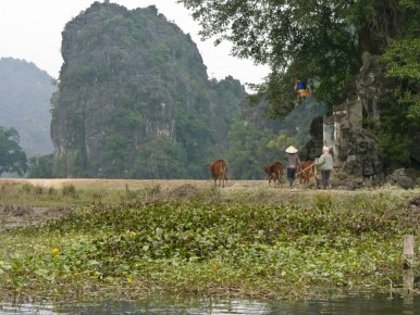 071 135 Tam Coc Cows and Shepherd